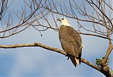 White-bellied Sea-Eagle